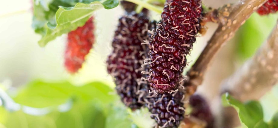 Growing and caring for mulberries in the Middle lane: the secrets of good fruiting