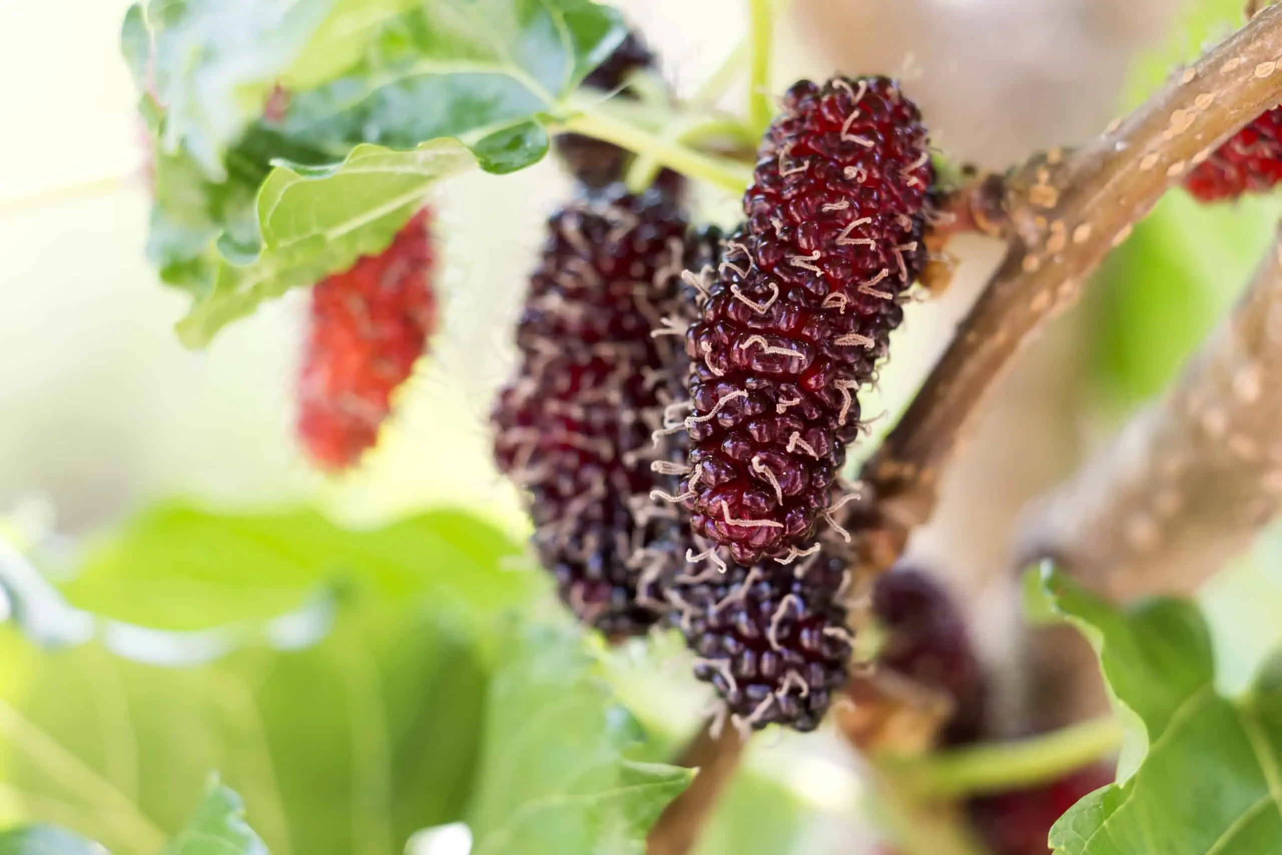 Growing and caring for mulberries in the Middle lane: the secrets of good fruiting