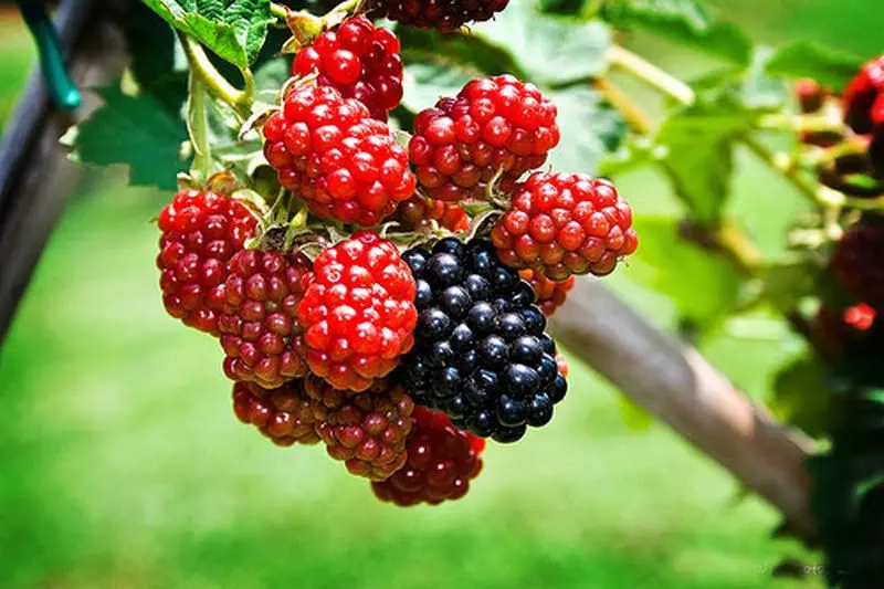 Growing and caring for mulberries in the Moscow region: useful tips