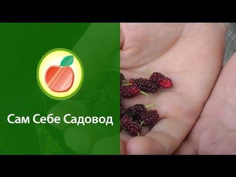 Growing and caring for mulberries in the Moscow region: useful tips