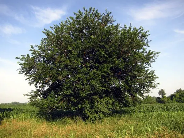 Growing and caring for mulberries in the Moscow region: useful tips