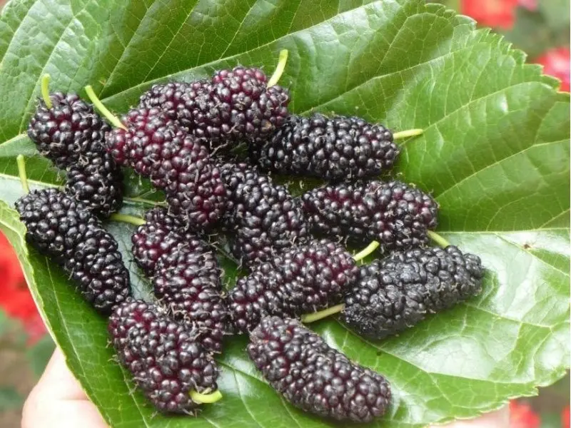 Growing and caring for mulberries in the Moscow region: useful tips