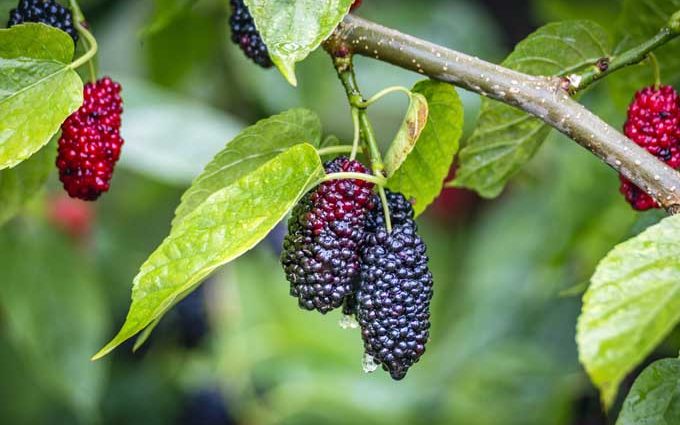 Growing and caring for mulberries in the Moscow region: useful tips