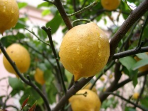 Growing and caring for Pavlovsky lemon