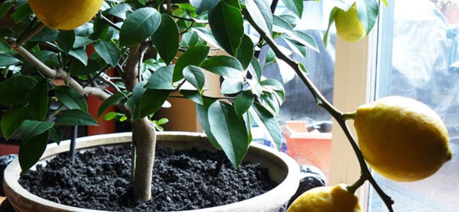 Growing and caring for Pavlovsky lemon