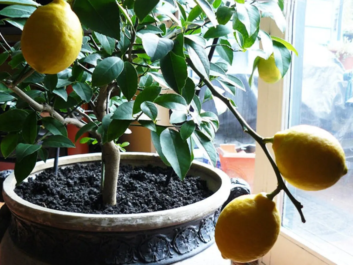 Growing and caring for Pavlovsky lemon