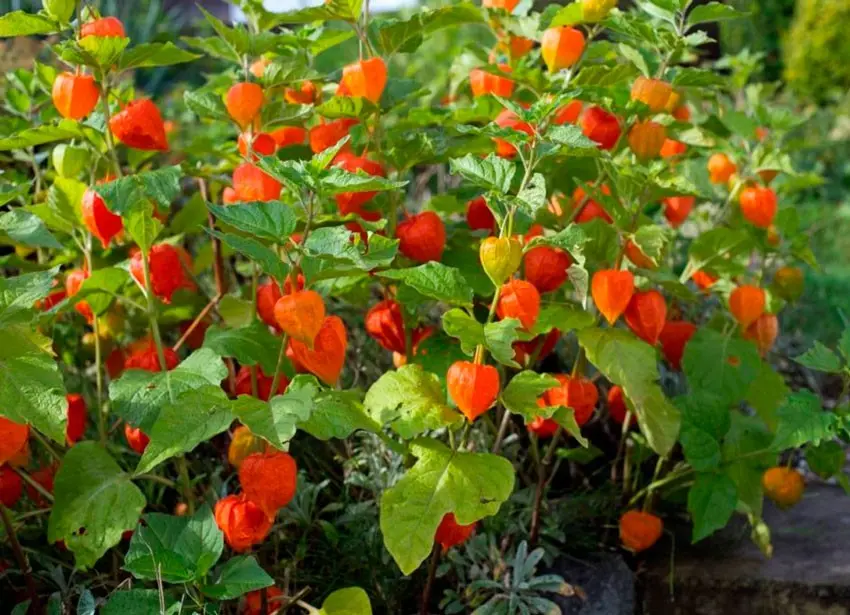 Growing and caring for physalis: sowing seeds, planting in open ground, agricultural technology in the garden + interesting species and varieties