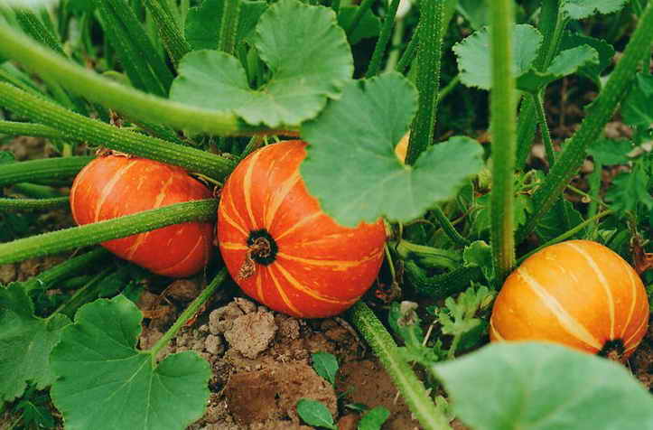 Growing and caring for pumpkins outdoors