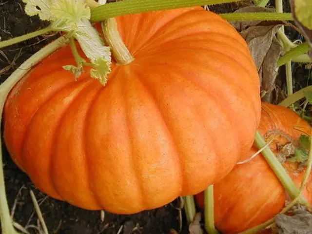 Growing and caring for pumpkins outdoors