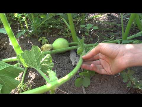 Growing and caring for pumpkins outdoors