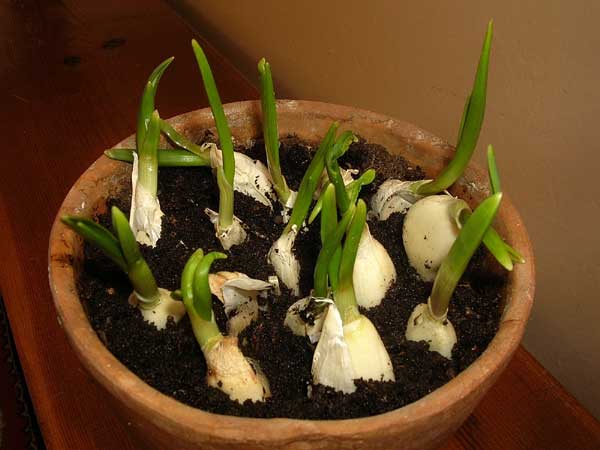 Growing and caring for spring garlic in the open field in spring