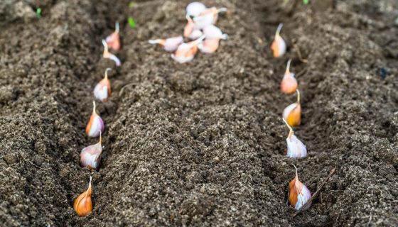 Growing and caring for spring garlic in the open field in spring