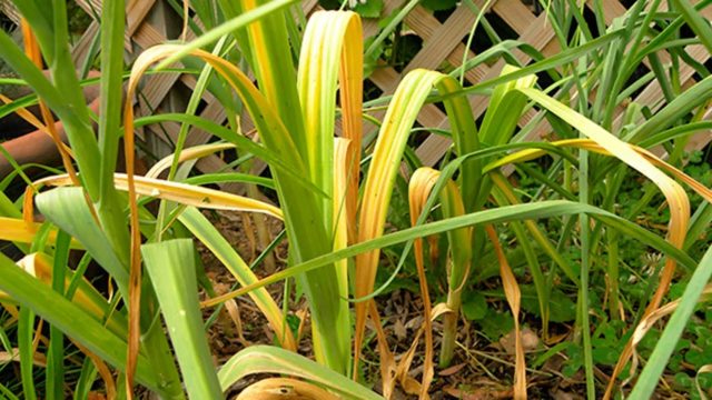 Growing and caring for spring garlic in the open field in spring