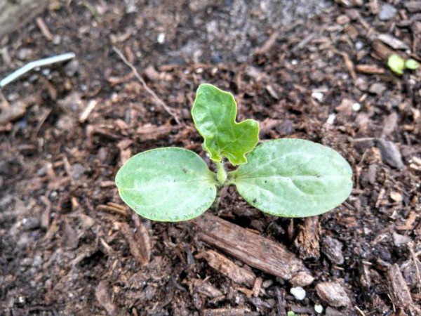 Growing and reviewing varieties of melons for the Moscow region