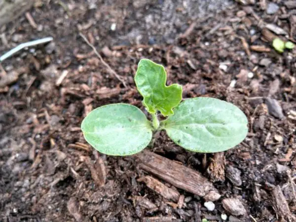 Growing and reviewing varieties of melons for the Moscow region