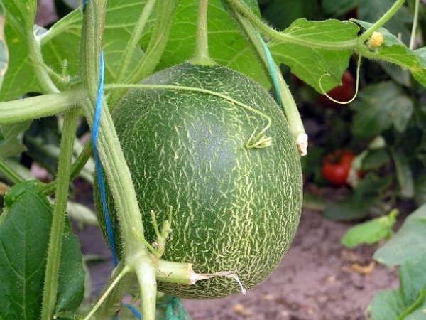 Growing and reviewing varieties of melons for the Moscow region