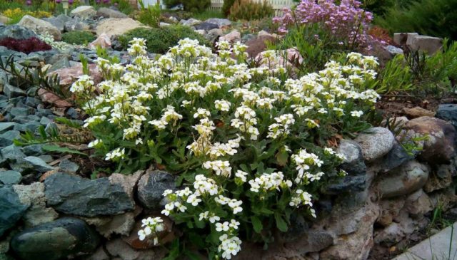 Growing arabis alpine from seeds