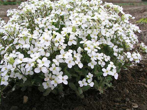 Growing arabis alpine from seeds