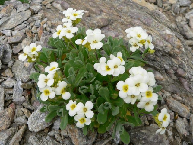 Growing arabis alpine from seeds