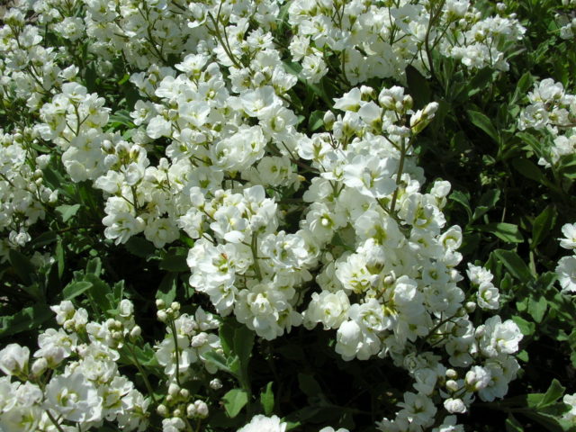 Growing arabis alpine from seeds