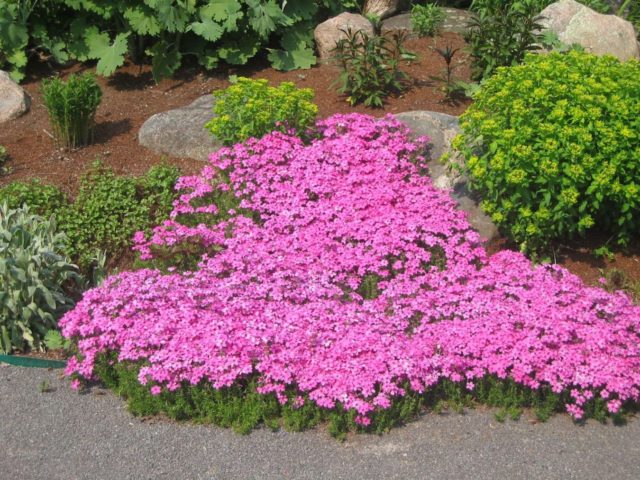 Growing arabis alpine from seeds