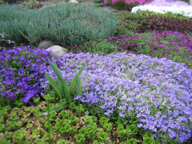 Growing arabis alpine from seeds