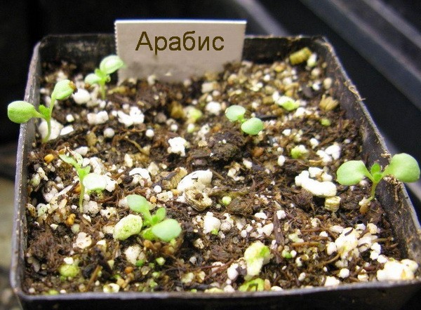 Growing arabis alpine from seeds