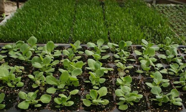 Growing arabis alpine from seeds