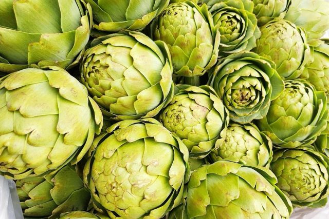 Growing artichoke from seed