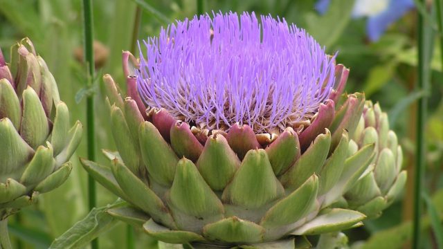 Growing artichoke from seed