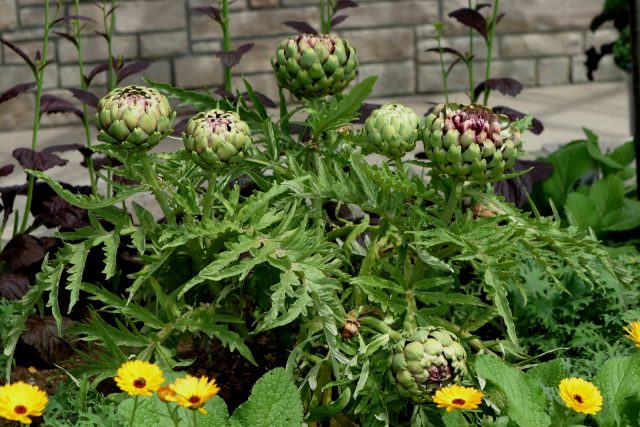 Growing artichoke from seed