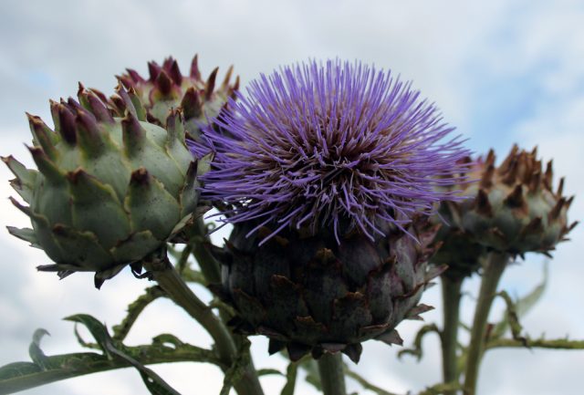 Growing artichoke from seed