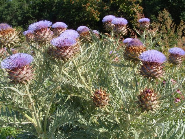 Growing artichoke from seed