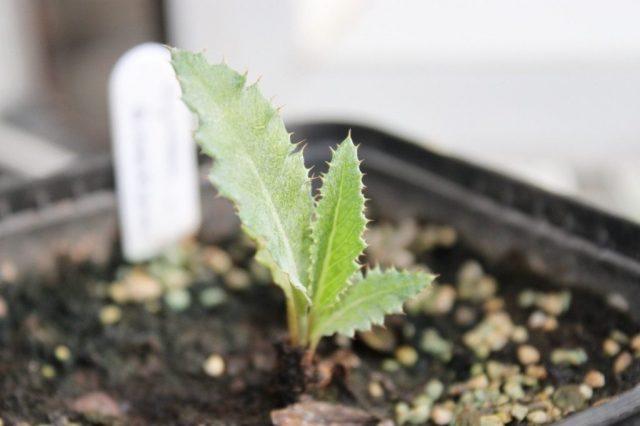 Growing artichoke from seed