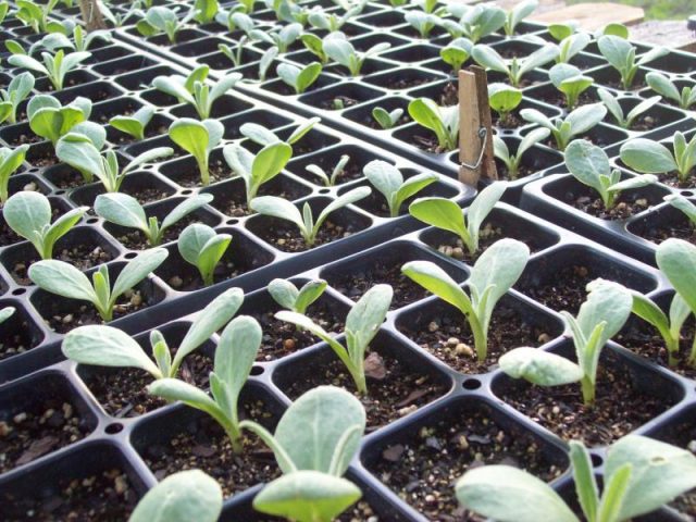 Growing artichoke from seed