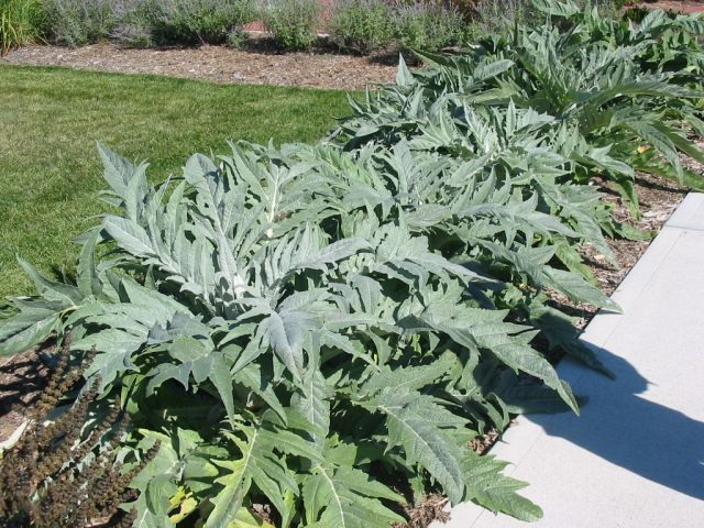 Growing artichoke from seed