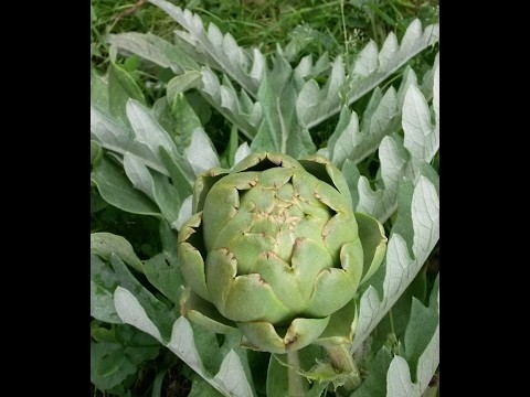 Growing artichoke from seed