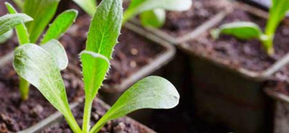 Growing artichoke from seed