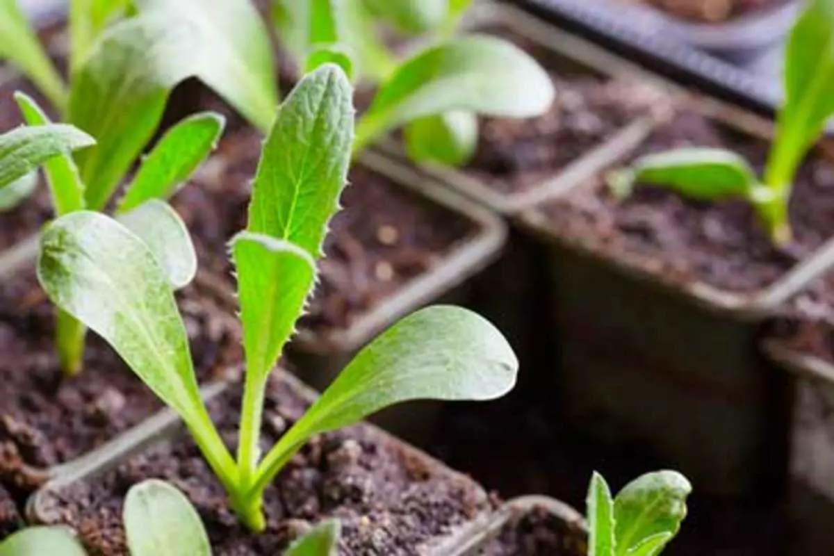 Growing artichoke from seed