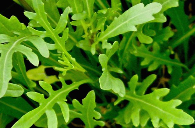 Growing arugula from seeds on the windowsill: care and feeding