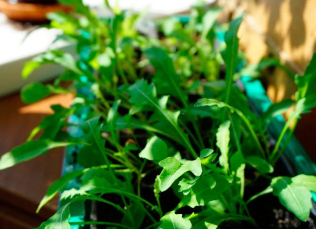 Growing arugula from seeds on the windowsill: care and feeding