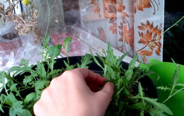 Growing arugula from seeds on the windowsill: care and feeding