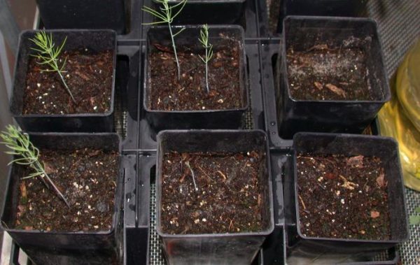 Growing asparagus from seeds in the country: recommendations