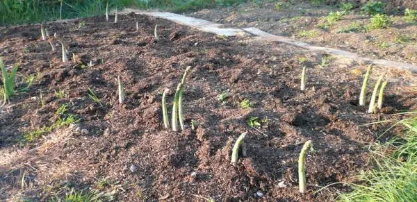 Growing asparagus from seeds in the country: recommendations