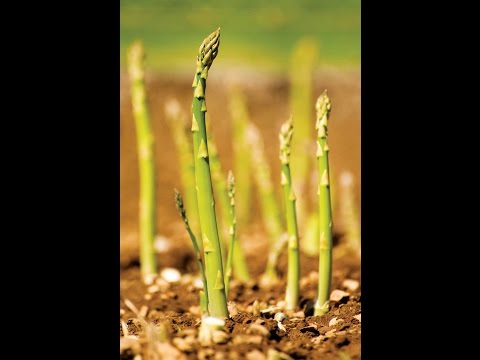 Growing asparagus from seeds in the country: recommendations