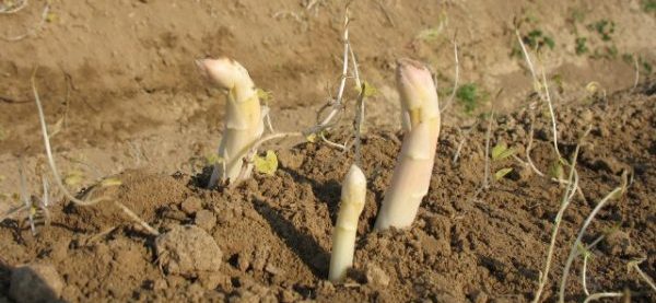 Growing asparagus from seeds in the country: recommendations