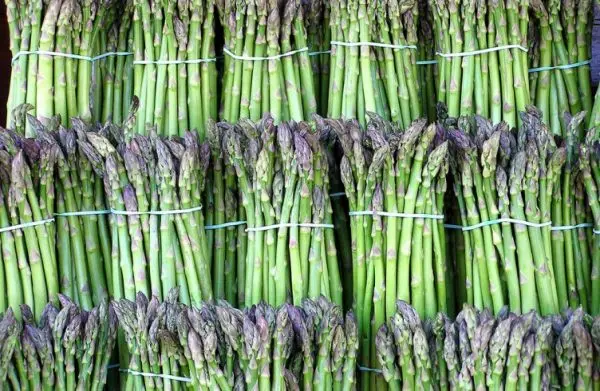 Growing asparagus from seeds in the country: recommendations