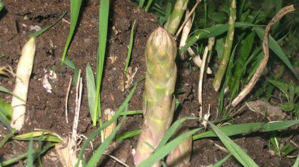 Growing asparagus from seeds in the country: recommendations