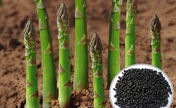 Growing asparagus from seeds in the country: recommendations