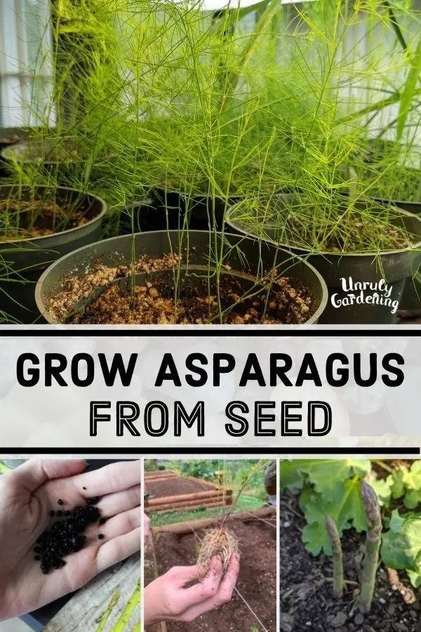 Growing asparagus from seeds in the country: recommendations